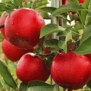 May include: Close-up of several ripe red apples on a tree branch. The apples are a vibrant red color with water droplets on their surface. Green leaves surround the apples, creating a natural and fresh scene.
