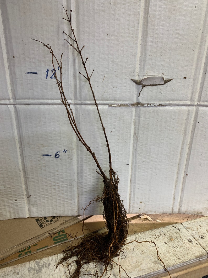 Snowberry Symphoricarpos albus plant, 1-2 year old bare root image 6