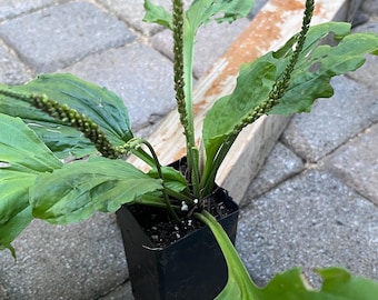 1 Common Plantain (Plantago major) potted plant