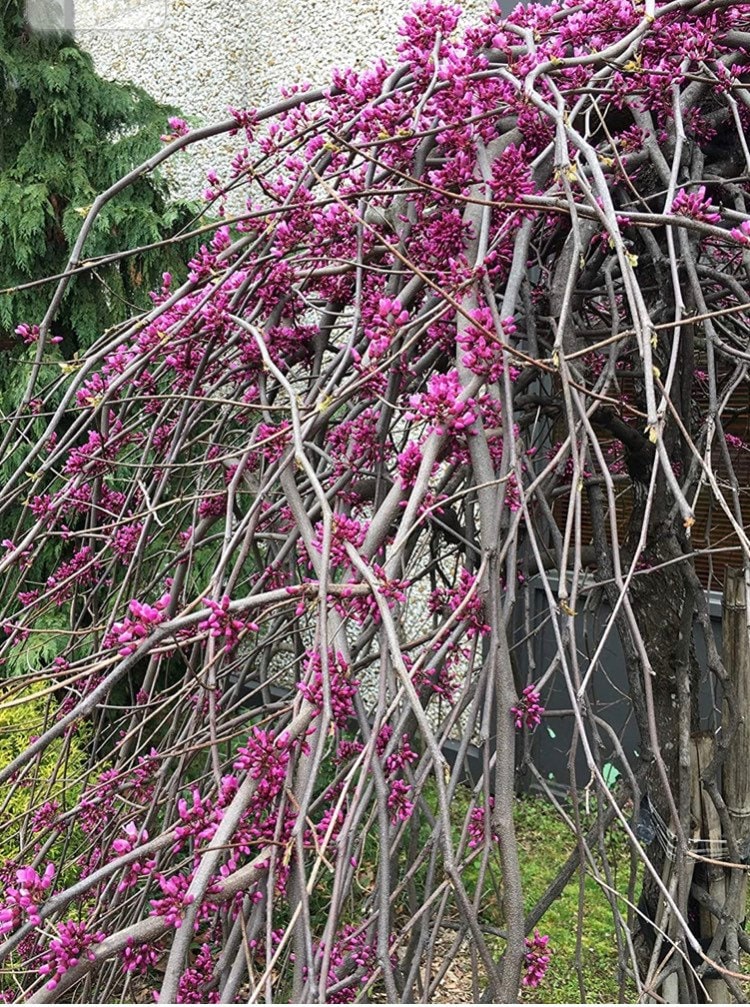 Cercis Canadensis RUBY FALLS Weeping Redbud Plant, 2-3 Ft Tall - Etsy