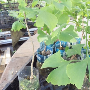 Puede incluir: Primer plano de un plantón de árbol de ginkgo con hojas verdes que crece en una botella de plástico transparente. El plantón está rodeado de otros plantones en contenedores similares, todos sentados sobre una superficie de rejilla negra.