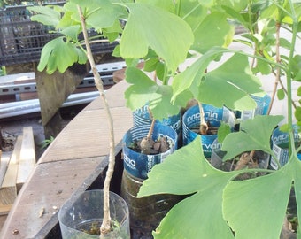 2 plants de plants de Ginkgo Biloba 2 ans le plus vieil arbre du monde. Feuille fendue. Racines enveloppées