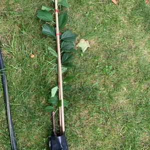3-4 ft. Che Seedless plant, Chinese Mulberry 1-2 year old, grafted, Cudrania