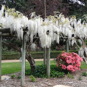 White Wisteria Floribunda snow Showers, 1 Year Old, Grafted Plant - Etsy