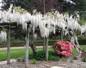 White Wisteria floribunda “Snow Showers”, 1 year old, grafted plant