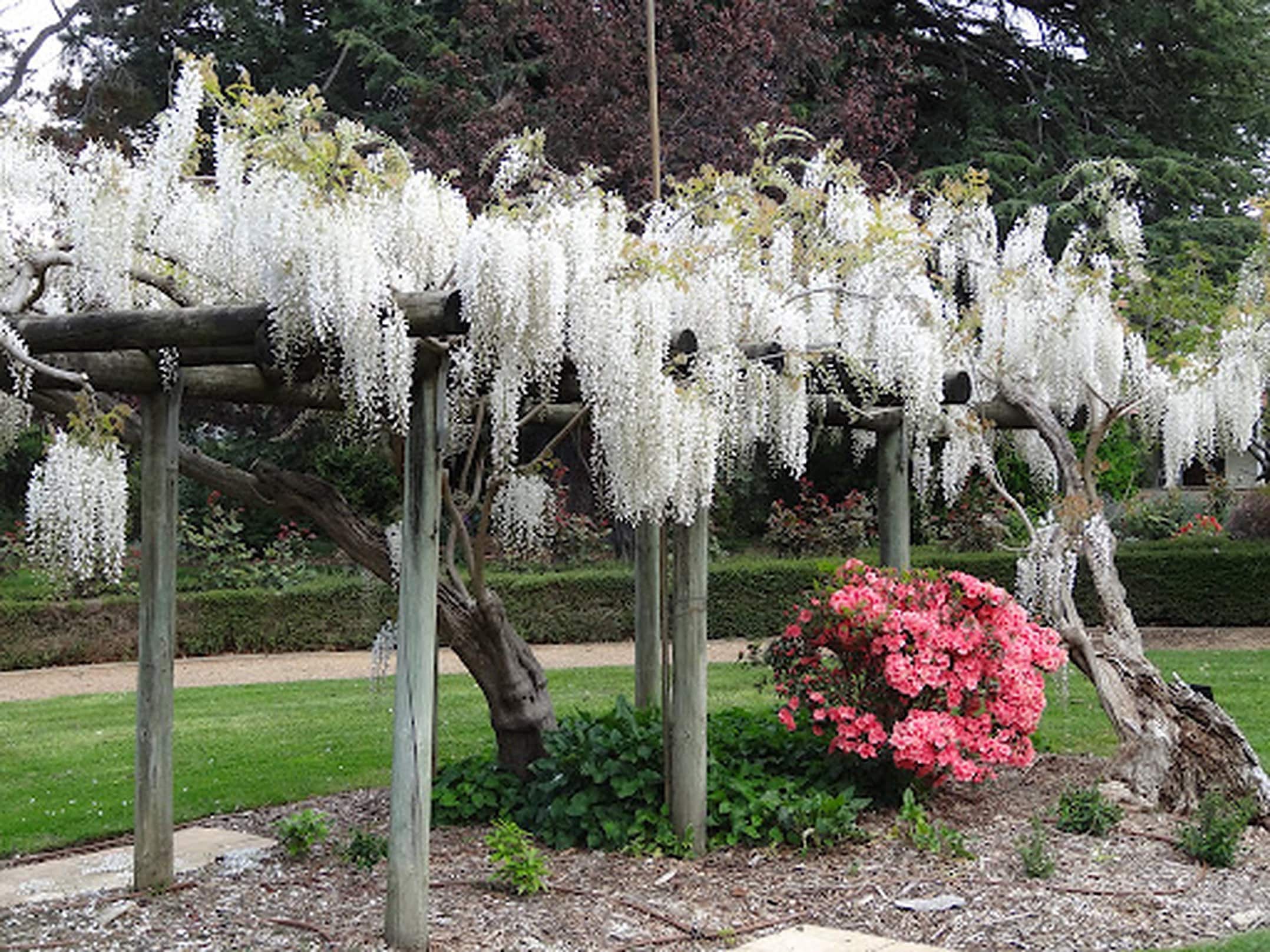 wisteria floribunda 'multijuga' Wisteria floribunda Multijuga or Macrobotrys main image 0