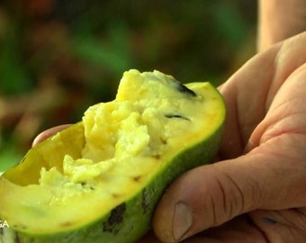 Papaye, Asimina triloba (banane du pauvre) âgée de 1 an, 8-12" de haut