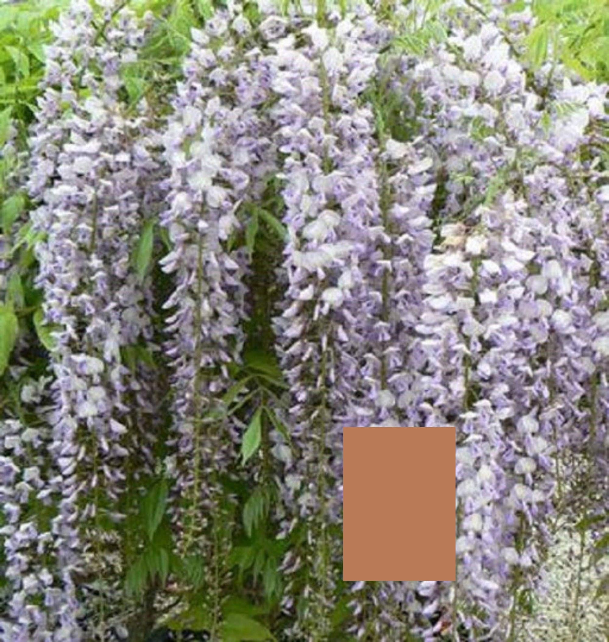 Wisteria Floribunda Lawrence, 12-16 Inches Tall Rare Item - Etsy
