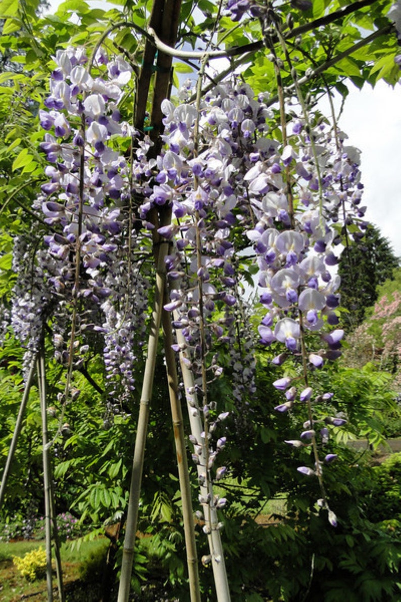 grafted plant 1 year old Wisteria floribunda /"Burford/"