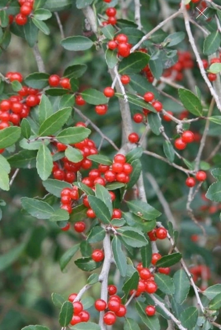 Weeping Yaupon Holly Ilex Vomitoria pendula 3 Gallon Pot - Etsy
