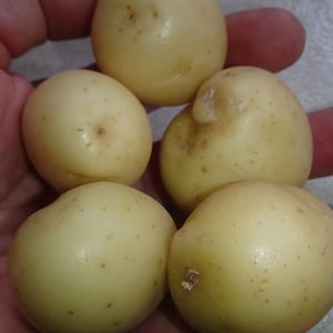 Puede incluir: Cinco patatas pequeñas de color amarillo pálido en una mano. Las patatas son lisas y redondas.