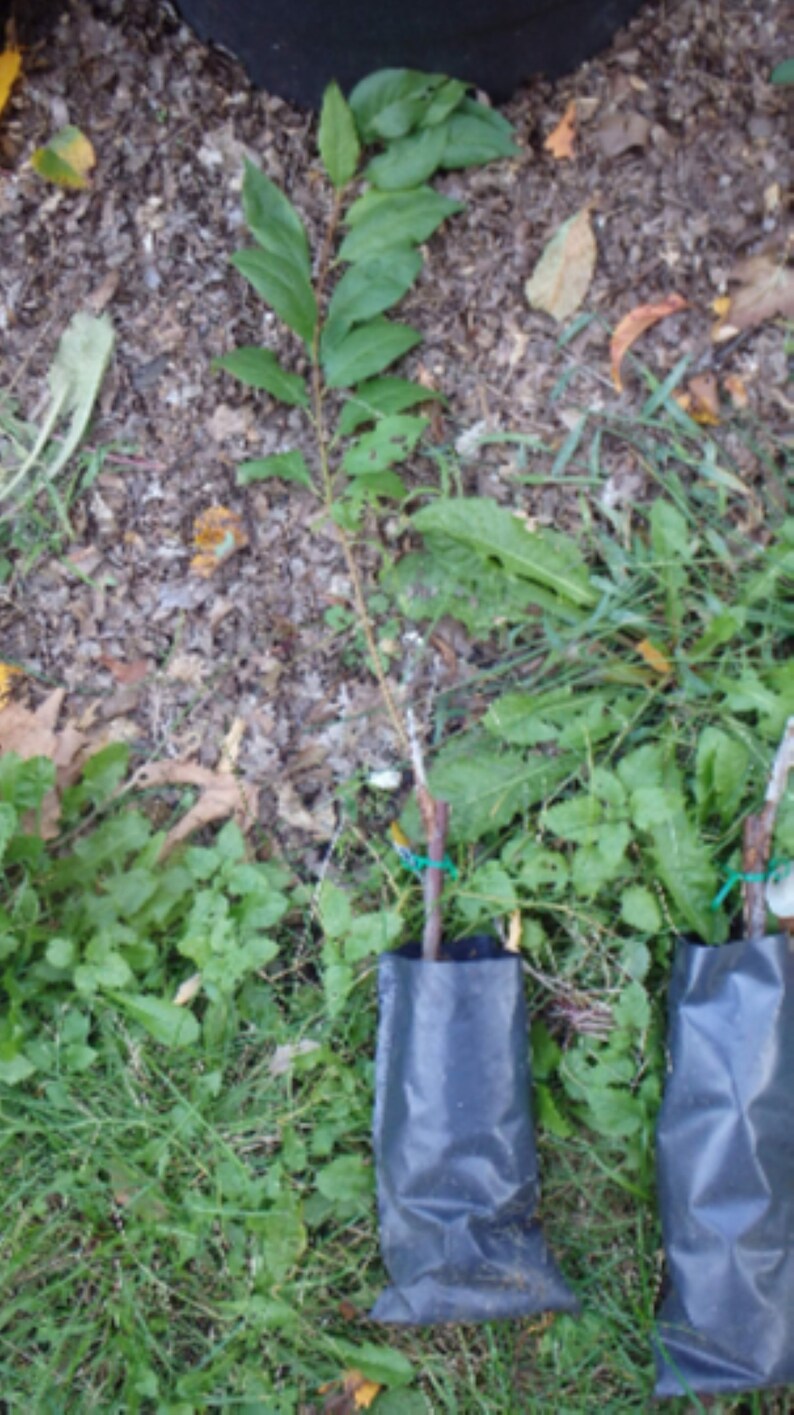 deals promos Chinese Apricot Mormon grafted 1 year old