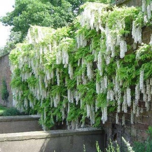 Wisteria sinensis Alba, grafted, 1 year old, RARE ITEM image 4