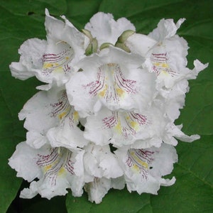 Catalpa speciosa , 1-2 year old ,Northern catalpa, Cigar tree, Indian bean, sent with roots wrapped, no leaves. image 6