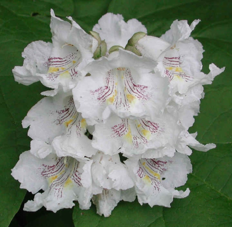 Catalpa speciosa , 1-2 year old ,Northern catalpa, Cigar tree, Indian bean, sent with roots wrapped, no leaves. image 6