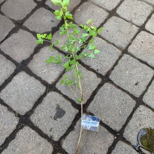 May include: A small green plant with a label that reads "Washington Hawthorn" on a gray brick surface.