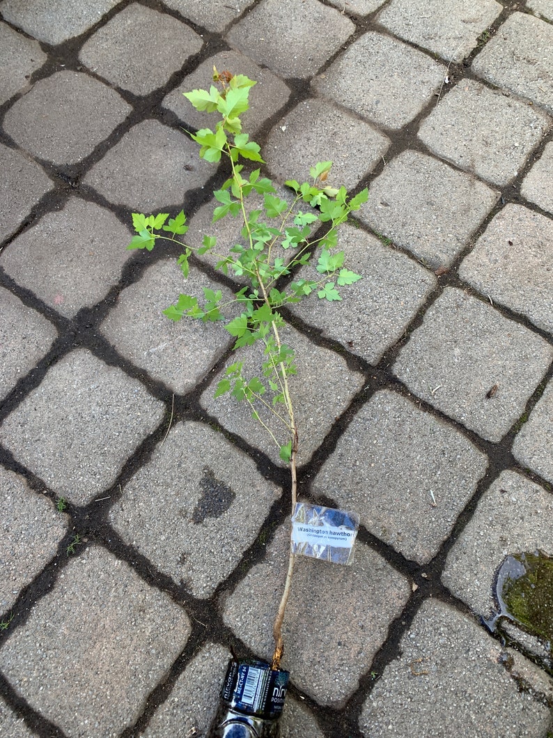 May include: A small green plant with a label that reads "Washington Hawthorn" on a gray brick surface.