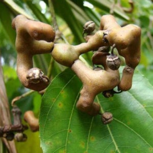 May include: Close-up of a brown, knobby, twisted growth on a green leaf. The growth appears to be a plant gall, a swelling caused by insects or other organisms.
