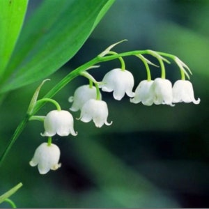 12 variedades de lirio de los valles: flores blancas de dulce aroma en primavera (planta perenne).