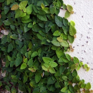 Creeping Fig Ficus Pumila 1 Plant in Plastic Container - Etsy