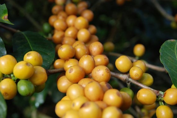 Yellow Cherry Coffee