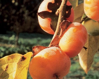 Persimmon ‘Meader’ (Diospyros virginiana) 1 year old grafted plant
