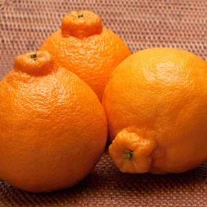 May include: Three bright orange Sumo citrus fruits, also known as Dekopon, are arranged on a woven brown surface. The fruits have a bumpy texture and a distinctive top knot. The image highlights the vibrant color and unique shape of the citrus.