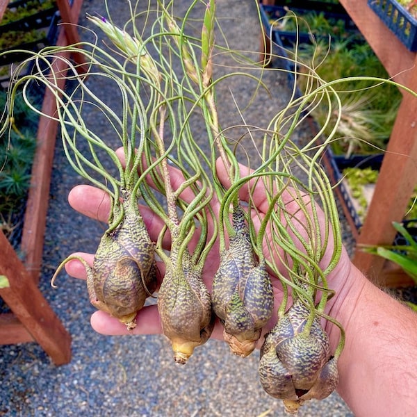 Air Plants for Sale Etsy