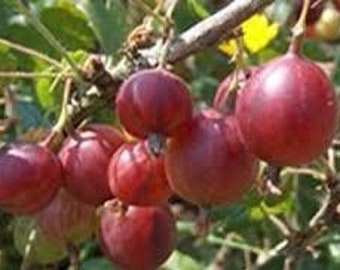 Captivator Red Gooseberry Plant well rooted starter plant 6-12 inches tall