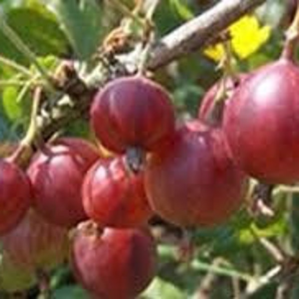 Captivator Red Gooseberry Plant well rooted starter plant 6-12 inches tall