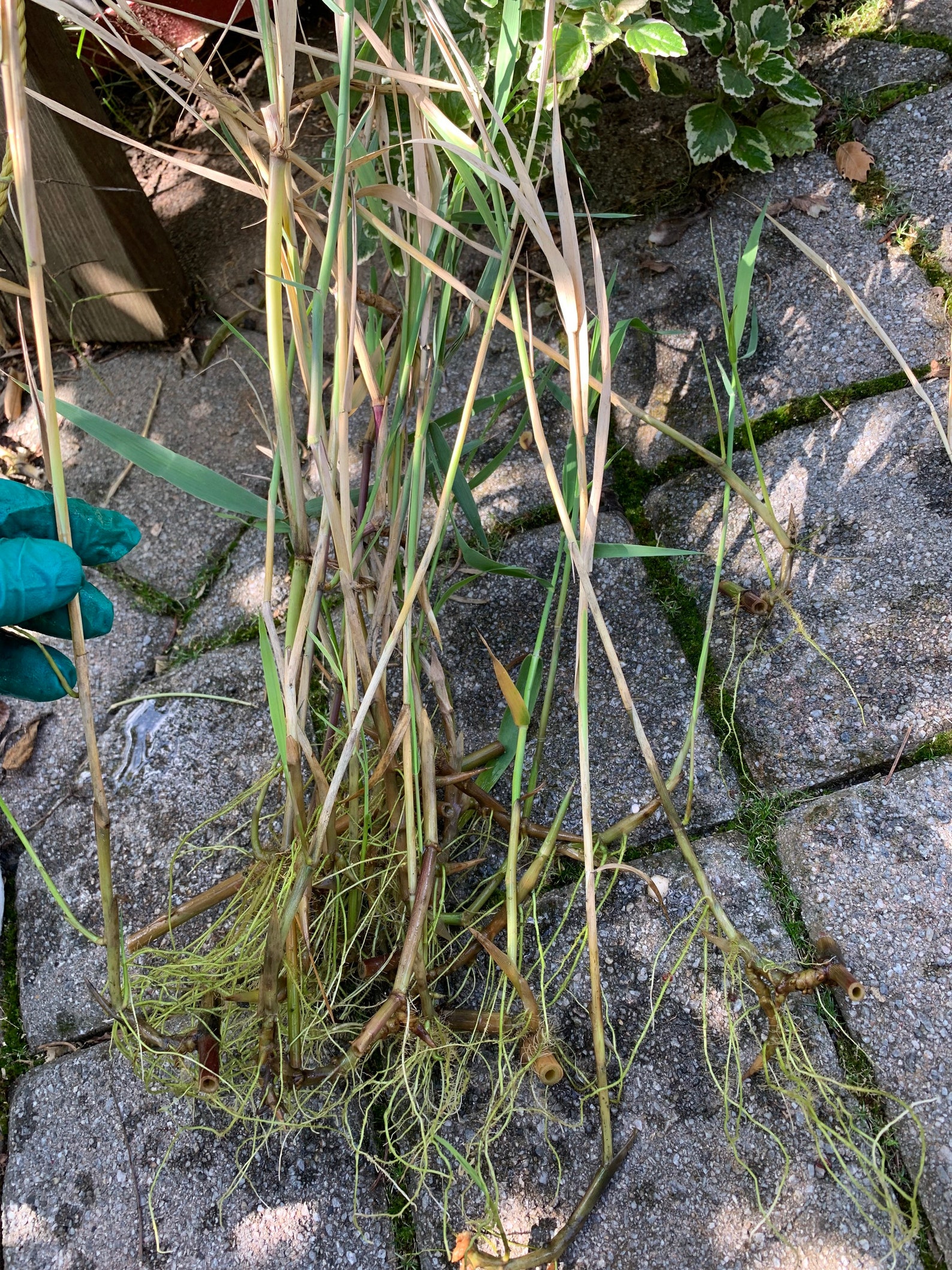 Common Reed Phragmites australis 3 Live Roots/stolons Etsy