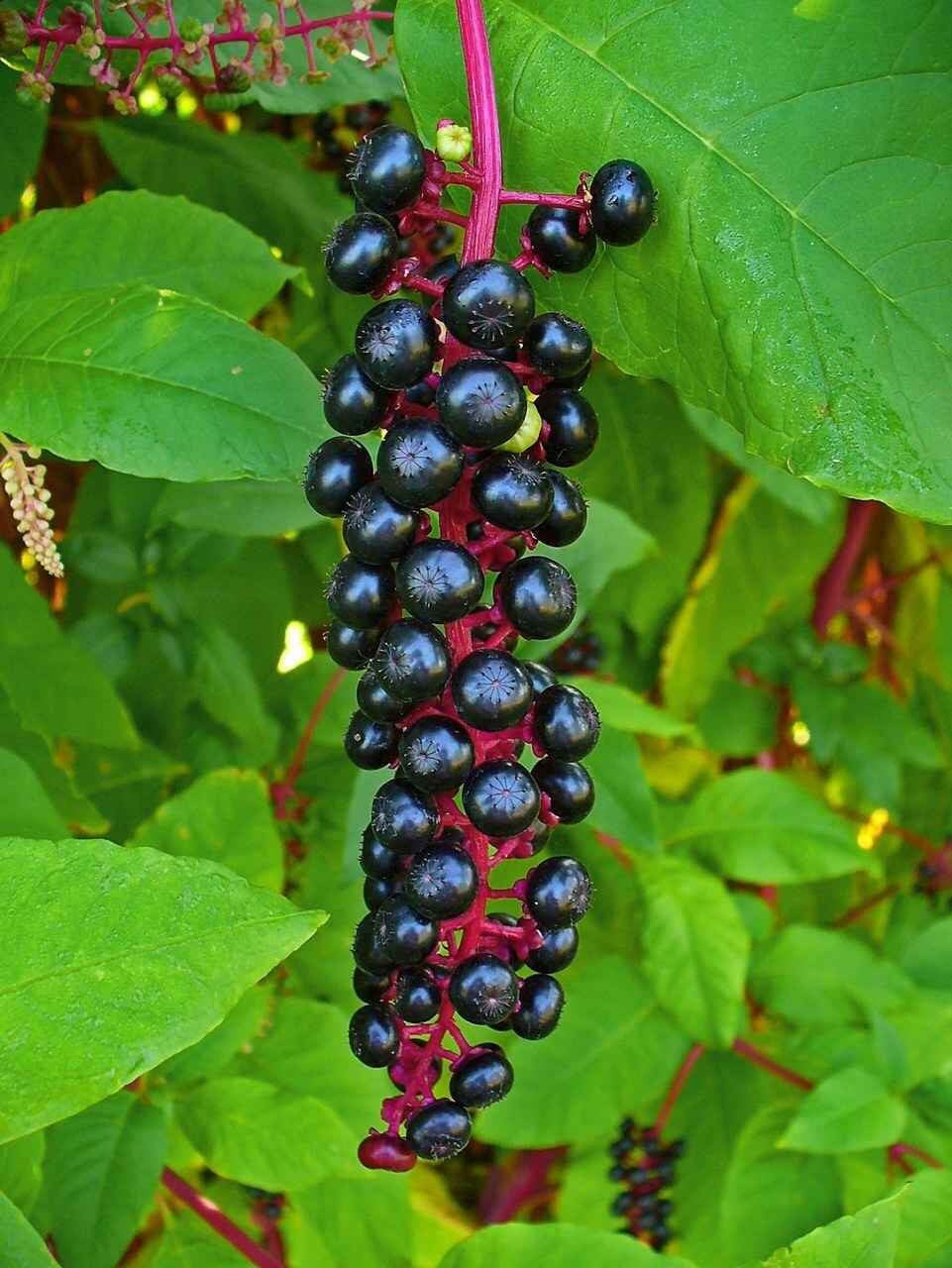1 Starter Plant/root of Pokeberry or Pokeweed (phytolacca Americana) - Etsy