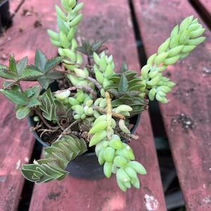 Exact plant, bare root, Burro’s Tail – Sedum Morganianum