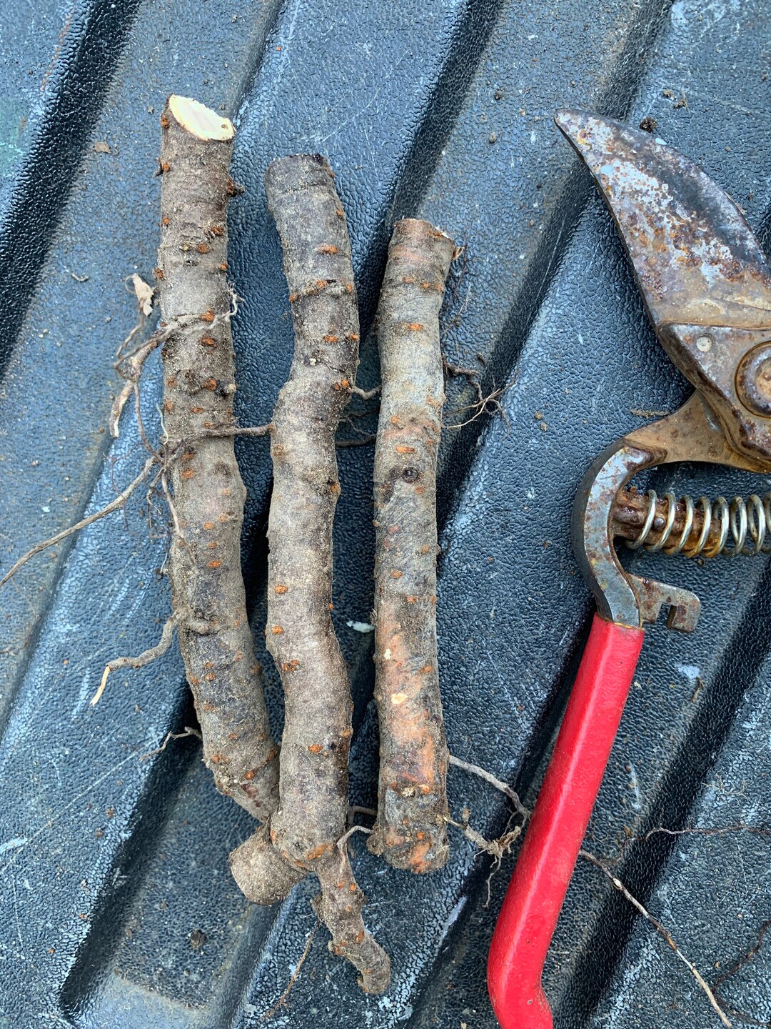 3 Scion Root Cuttings of Smooth Sumac rhus Glabra 46 Inches Long Etsy