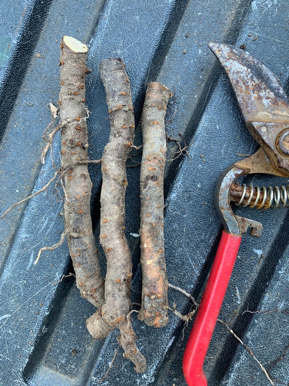 3 Roots of Smooth Sumac rhus Glabra 46 Inches Long Etsy