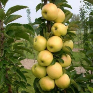 May include: A vertical cluster of pale yellow apples growing on a central tree branch. The round, smooth-skinned fruit is densely packed along the stem, surrounded by vibrant green leaves on a thin, upright tree trunk in an outdoor orchard setting.