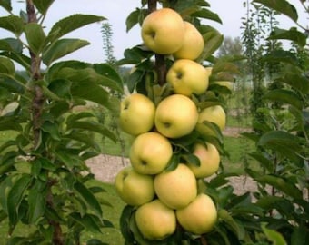 May include: A cluster of pale yellow apples growing on a vertical branch of an apple tree. The round, smooth-skinned fruit is densely packed along the stem, surrounded by vibrant green leaves in an outdoor orchard setting.