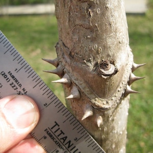 Árbol de Aralia spinosa de 12 a 24 pulgadas de alto - 1 planta BASTÓN DEL DIABLO