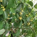 Wild Male Che Tree 1-2 Year Old Plant, Cudrania Tricuspidata - Etsy