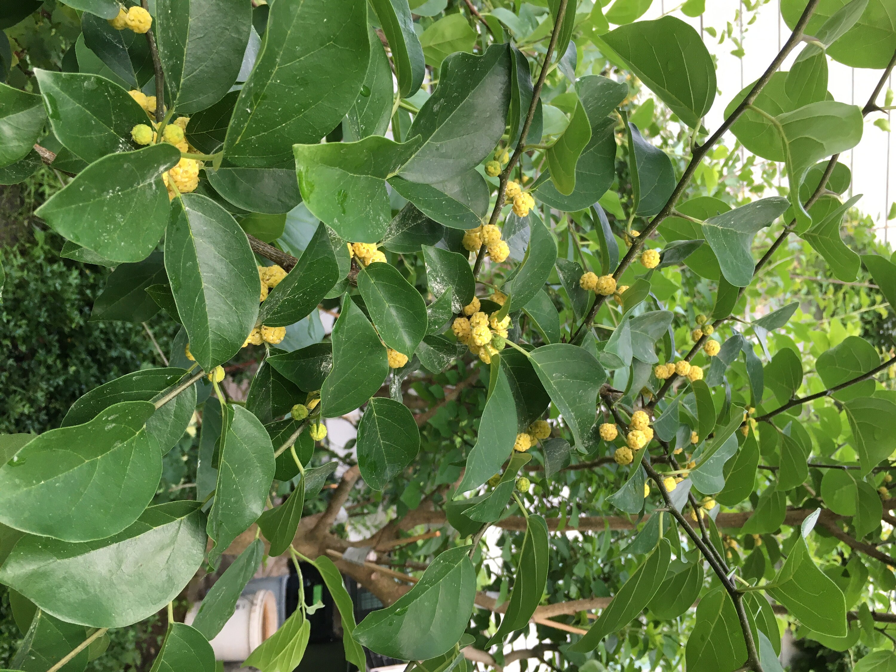 Wild Male Che Tree 1 Year Old Plant, Cudrania Tricuspidata - Etsy