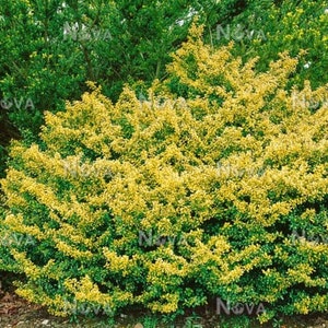 Ilex crenata 'Golden Gem' Dwarf Yellow Japanese Holly 2 year old plant bare root image 3