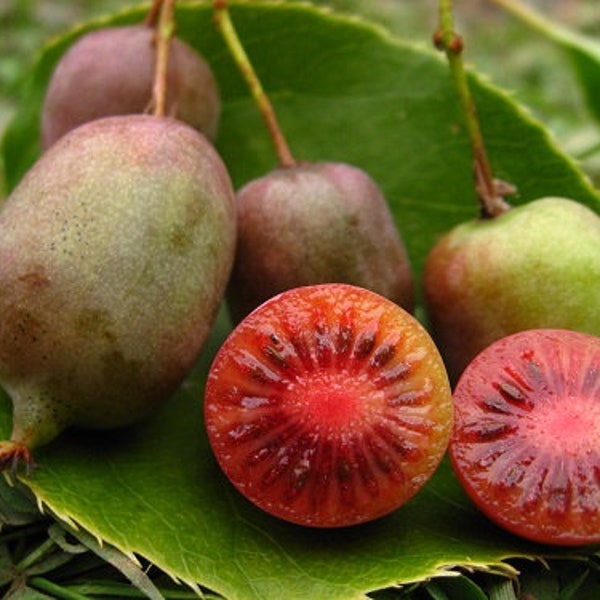 Hardy Kiwi ‘Ken’s Red’ (Actinidia purpurea x melanandra) 4" Pot Size