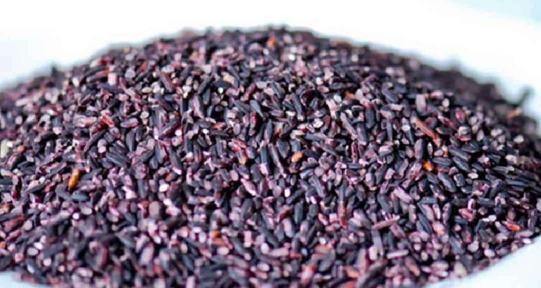 Buy Purple Rice 400 Seeds Forbidden Nutty Flavor Easy to Grow