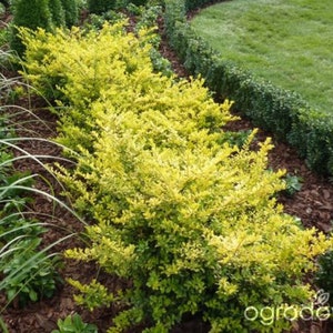 Ilex crenata 'Golden Gem' Dwarf Yellow Japanese Holly 2 year old plant bare root image 5