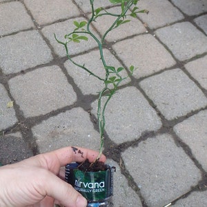 May include: A small green plant with thorns and leaves is held in a clear plastic bottle filled with soil. The bottle has the text "nirvana naturally green" printed on it. The plant is on a gray brick patio.