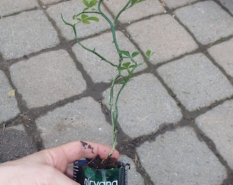 Orangé trifolié (Poncirus trifoliata) « Flying Dragon » plante de 2 ans avec ramification, RACINES NUES