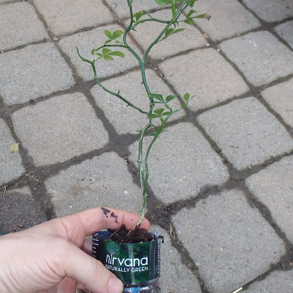 Naranja Trifoliada (Poncirus trifoliata) "Dragón Volador" Planta de 2 años con ramificación, RAÍZ DESNUDA