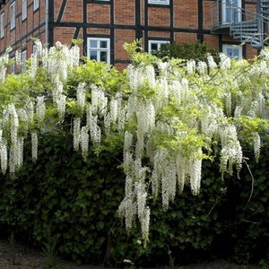 Wisteria sinensis Alba, grafted, 1 year old, RARE ITEM image 3