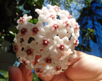 Hoya compacta Hindu Rope plant, well rooted, sent with the pot, Wax plant