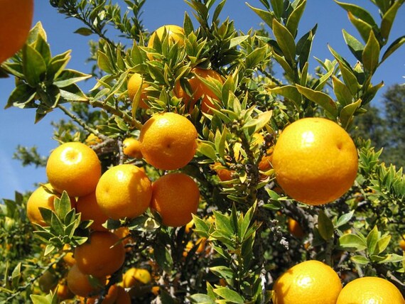 Myrtle Leaf Orange 10-14” Tall (citrus Myrtifolia) Chinotto 2.5
